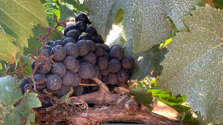 A bunch of grapes covered with clay sunscreen on them