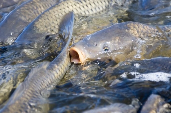 Carp breathing out of water