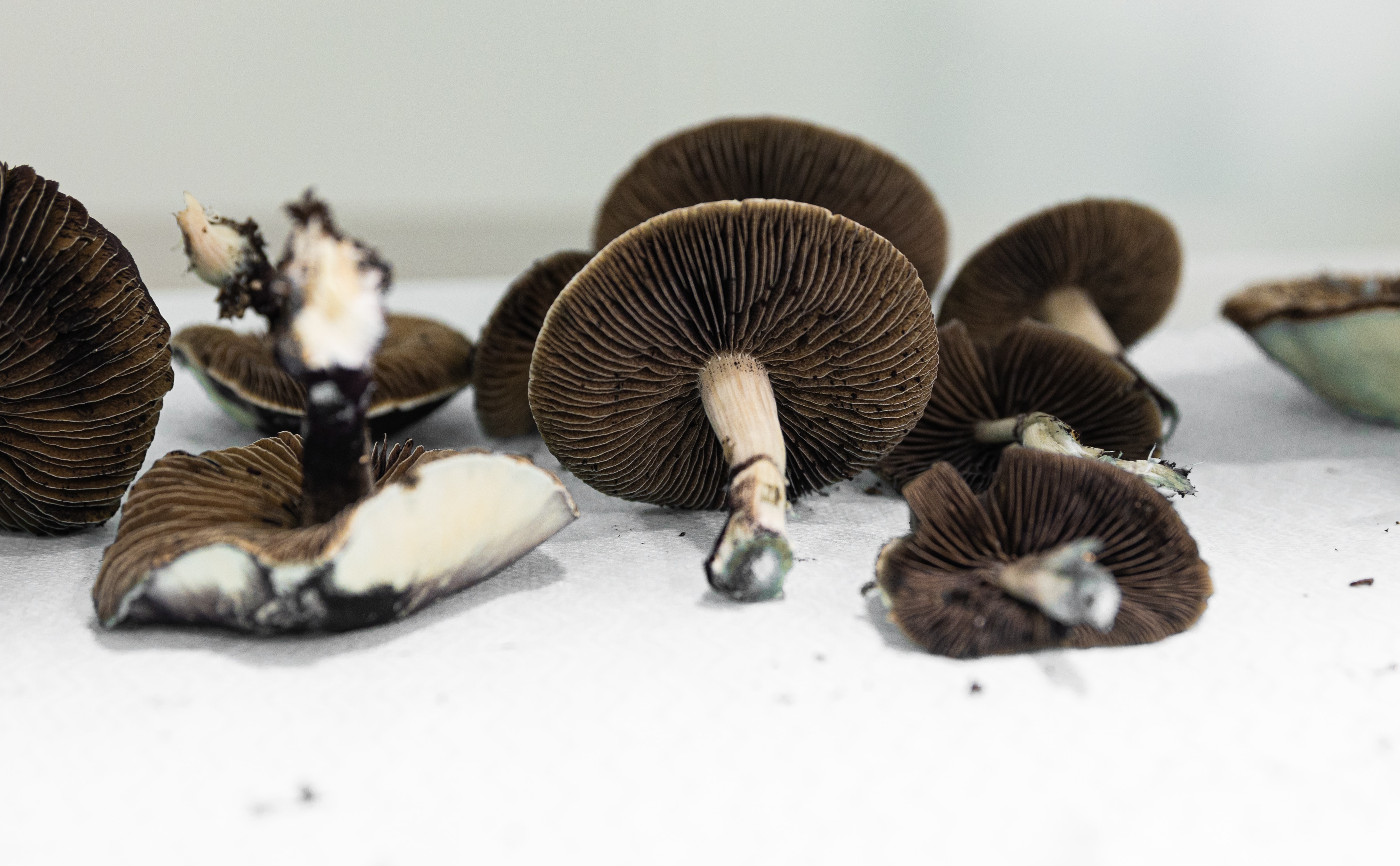 Mushrooms lay on a white surface.