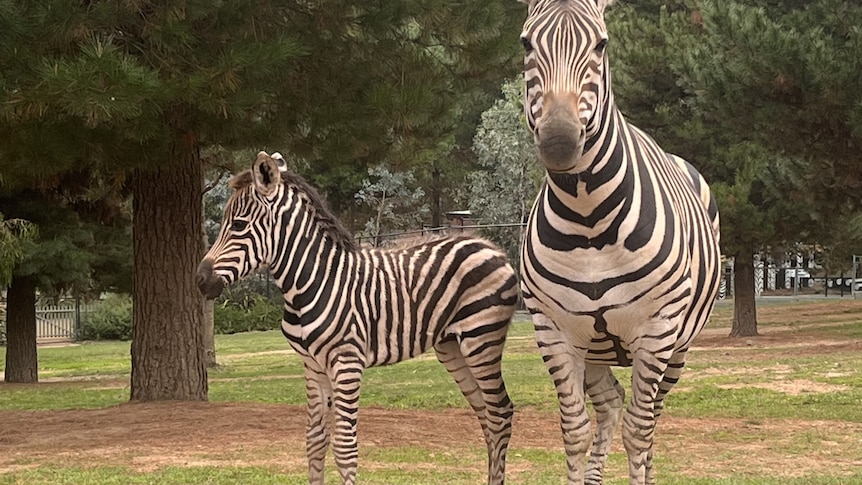 Baby Zebra and mother stand in in an enclosure at National Zoo and Aquarium