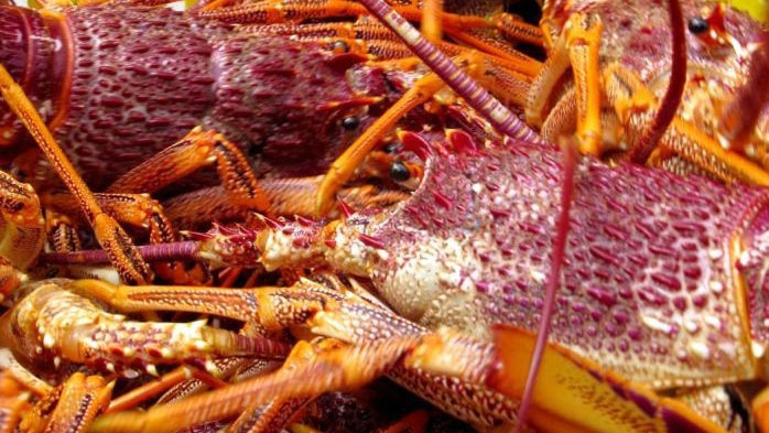 red rock lobster close up