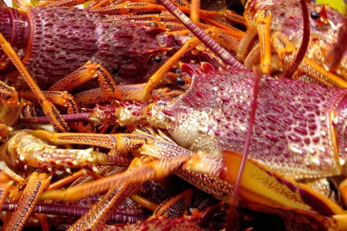red rock lobster close up