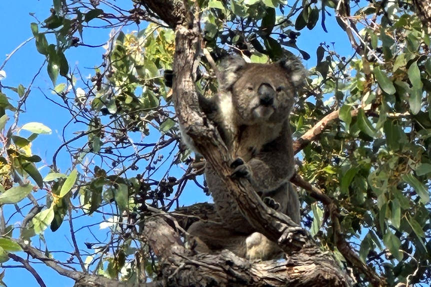 An adult koala peers down from a gum tree.
