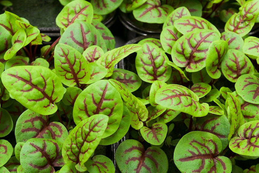 Leaves of the red-veined sorrel plant. The leaves are green with red veins branching out from the centre.