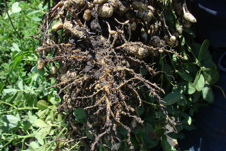Nitrogen nodules on peanut roots.