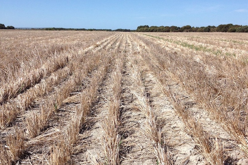 Stubbles in Western Australia