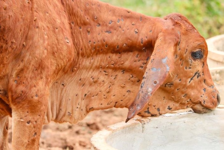 a calf covered in lumps and lesions on its skin.