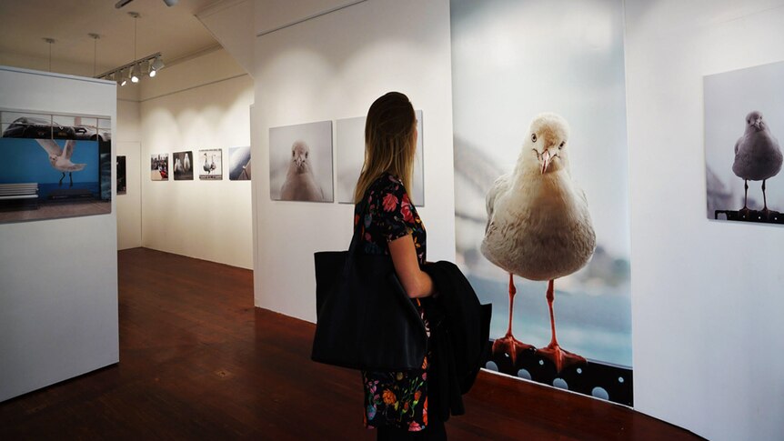 A woman viewing a seagull photography exhibition.