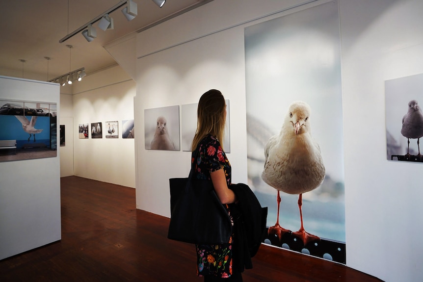 A woman viewing a seagull photography exhibition.