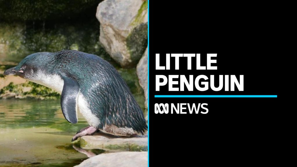 Australia's oldest little penguin still going strong - ABC News