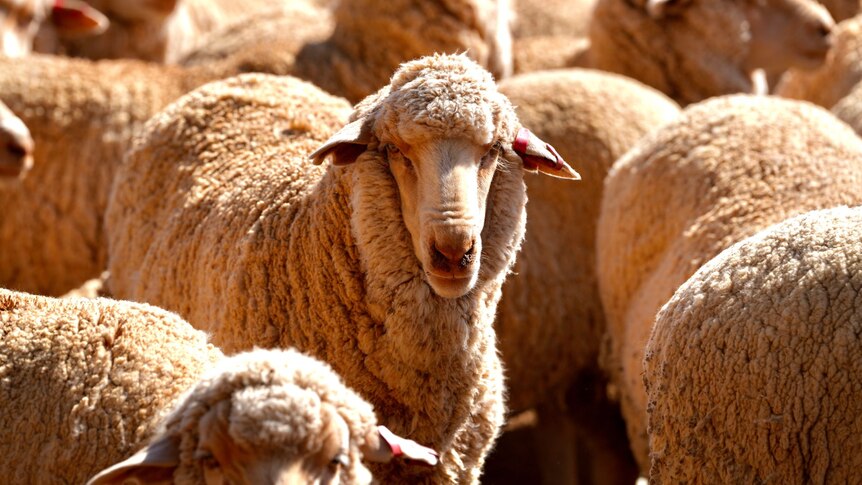 A sheep stands among a flock.