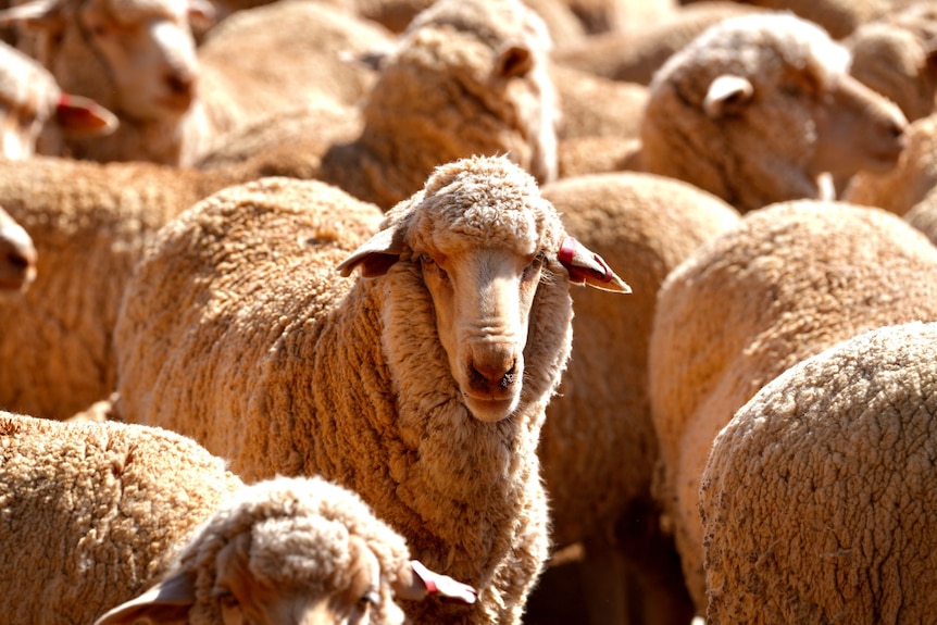 A sheep stands among a flock.