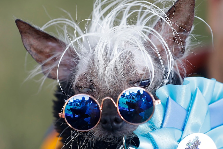 A hairless chihuahua with a tuft of white hair, wearing a pair of round glasses with blue reflective lenses