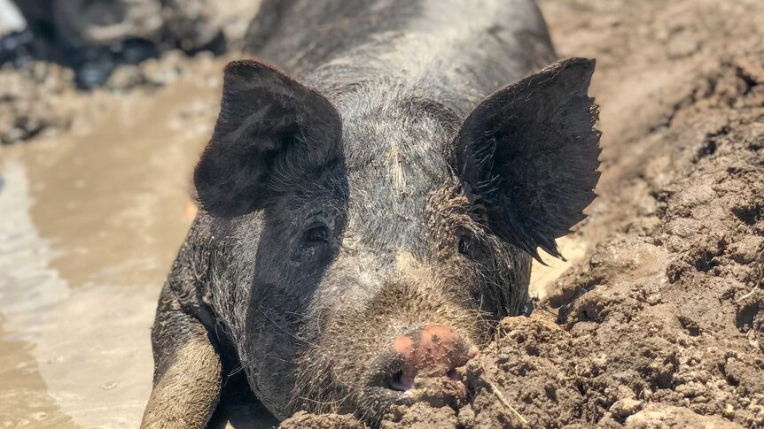 A Berkshire pig lays in a mudbath