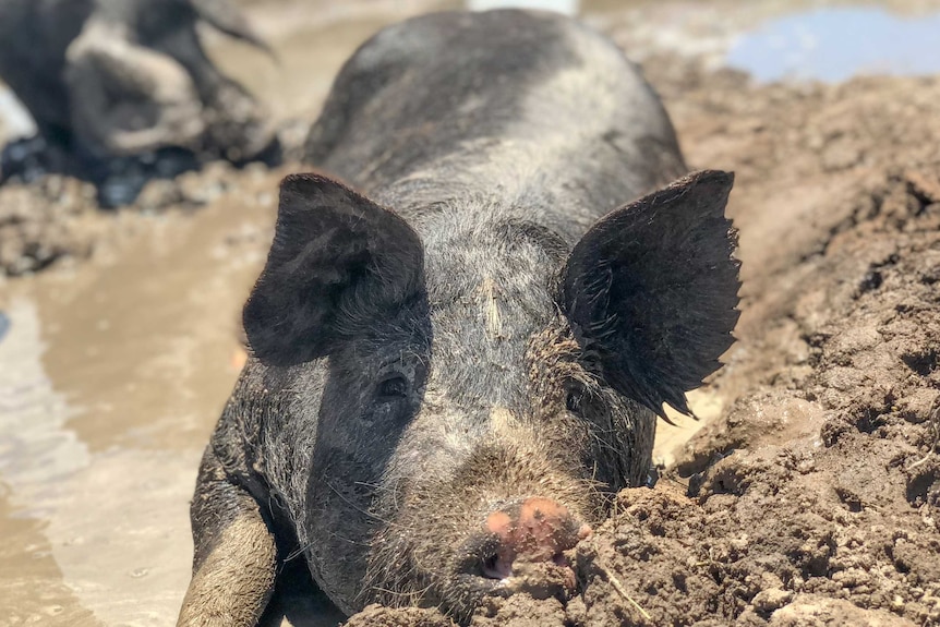 A Berkshire pig lays in a mudbath