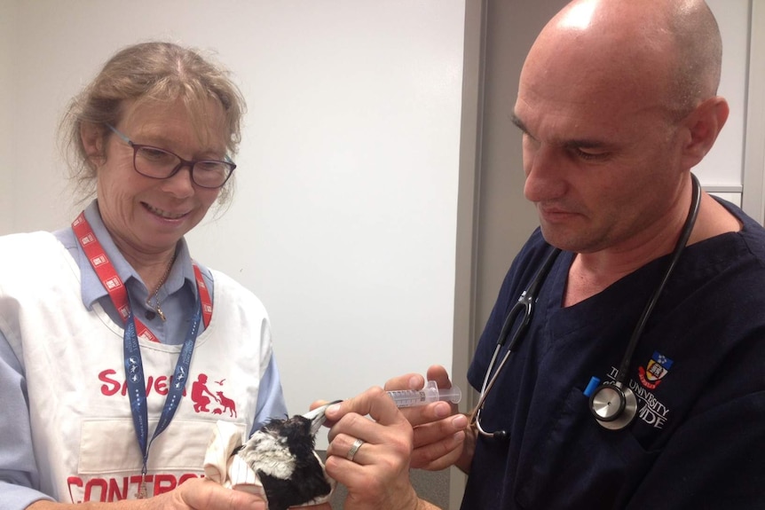 Dr Rachel Westcott and Dr Oliver Funnell with an injured magpie