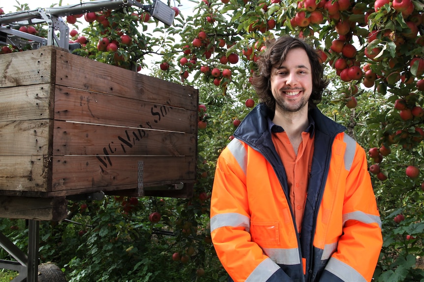 A man next to apple trees.