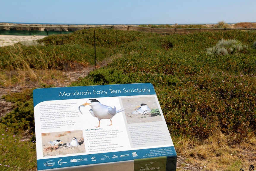 A sign in front of low coastal scrubland with information on the Fairy Tern birds.