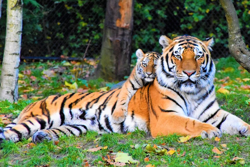 A tiger with a baby tiger on the back.