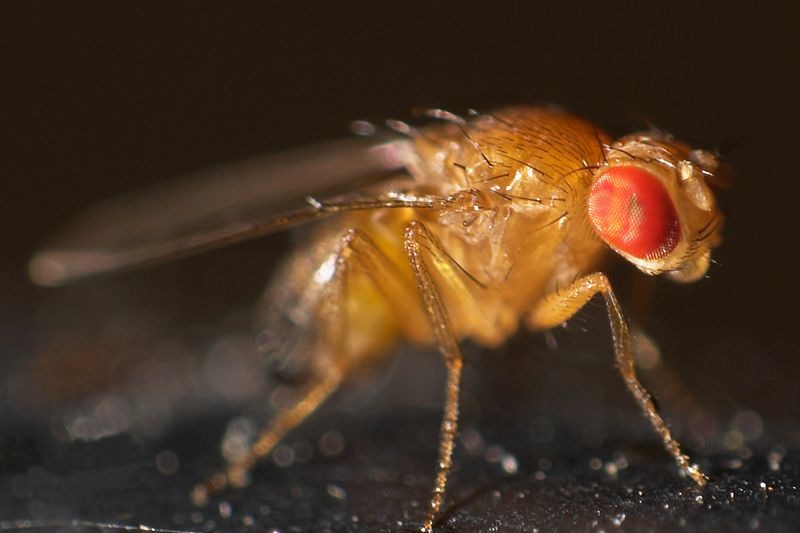 Close up on a fly.