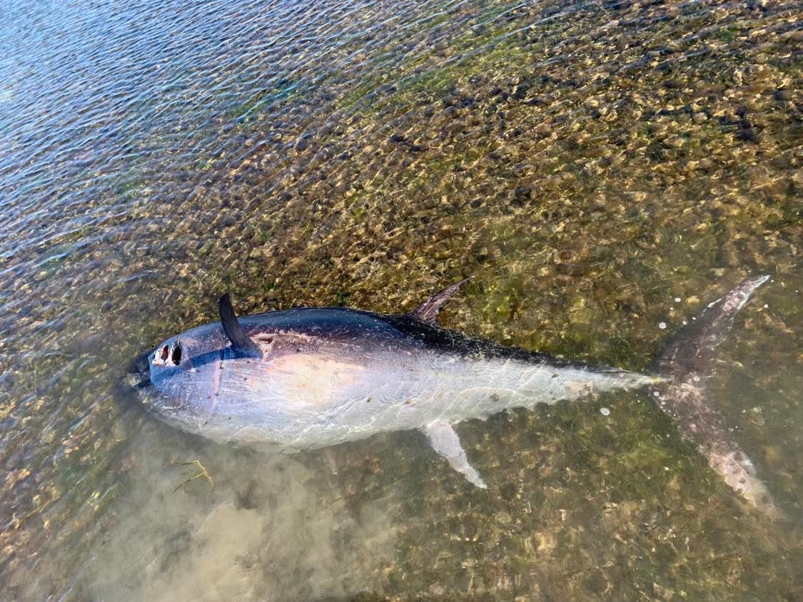 Tuna found dead in cold water shallows of Eyre Peninsula's Coffin Bay