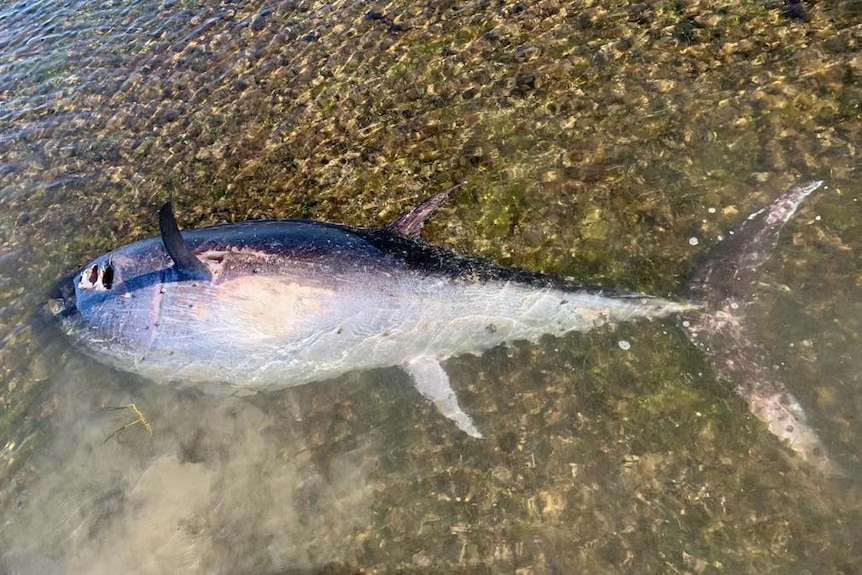 close up of tuna laying on its side dead in shallow water