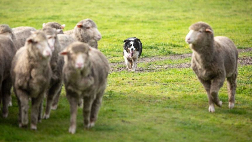 A working dog moves up on sheep.