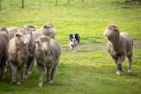 A working dog moves up on sheep.