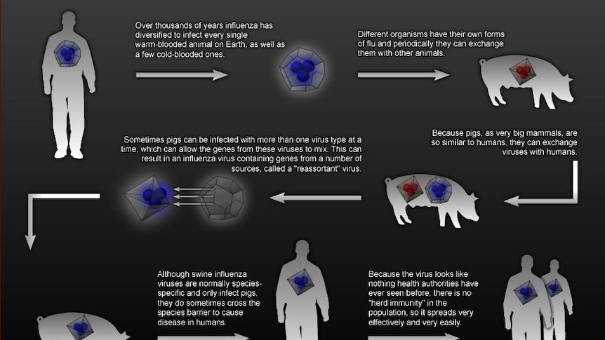 Infographic: How swine flu is transferred to humans