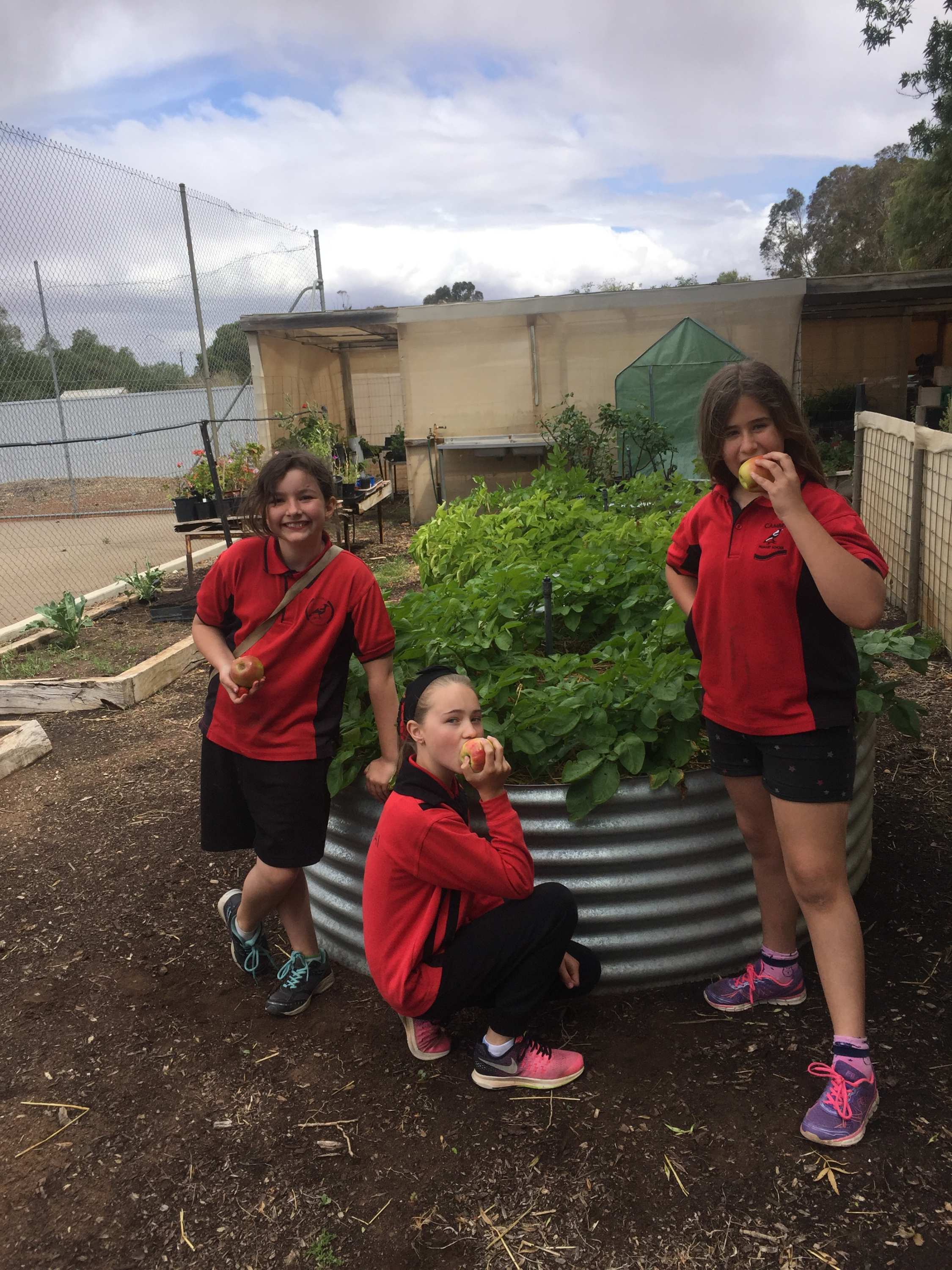 Three girls in school uniform stand amid a fruit and vegetable garden, biting into fresh fruit