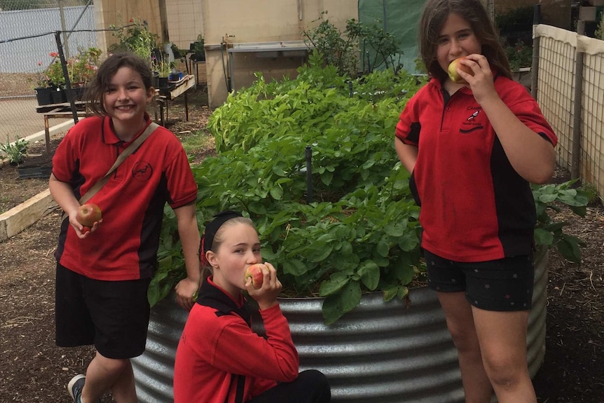 Three girls in school uniform stand amid a fruit and vegetable garden, biting into fresh fruit