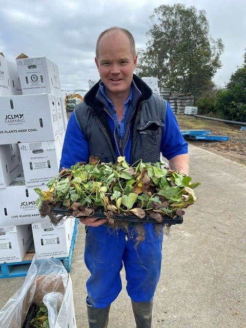 Huge expansion of strawberry runner farm