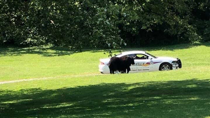 A yak stands by a police car in Lovingston, Virginia.