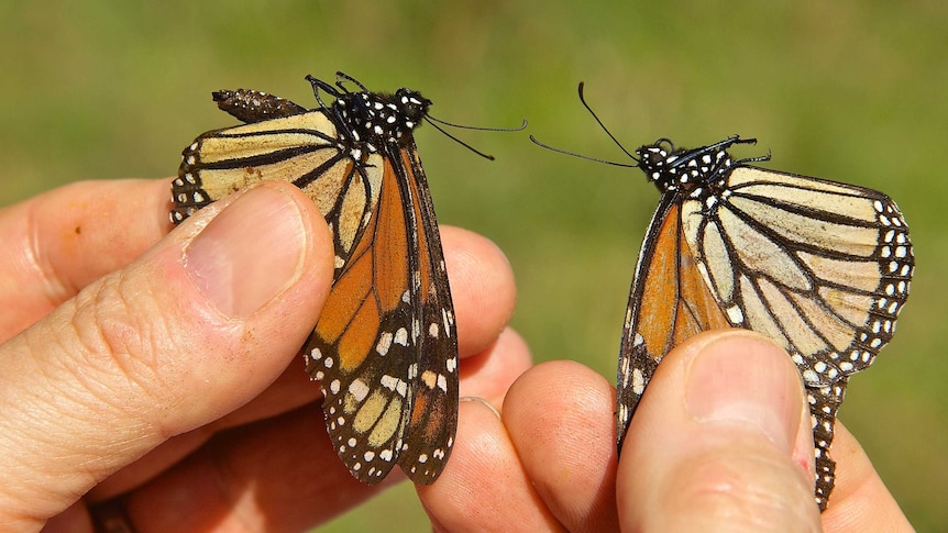 Brown buterflies with balck lines and white spots are held in between tightly clenched fingers.