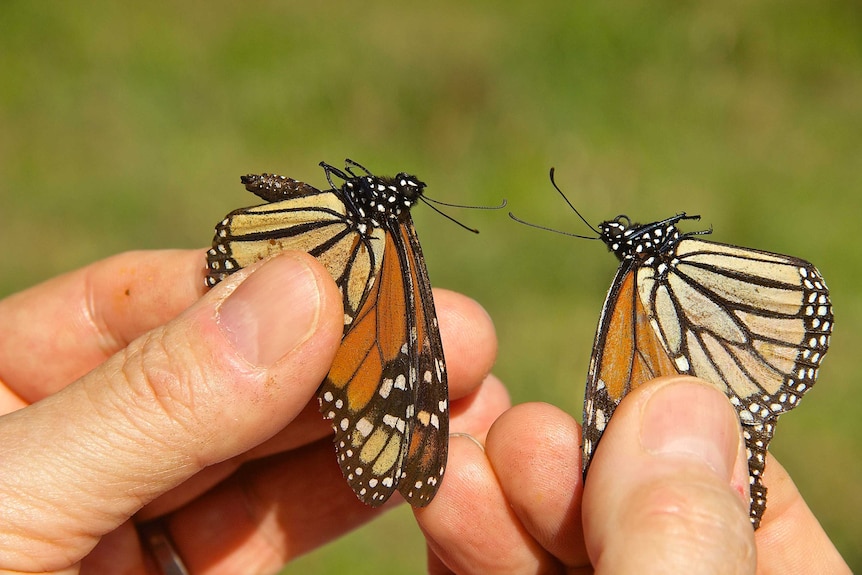 A male and a female monarch butterfly