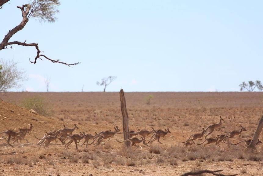 Mob of kangaroos jumping in central-west Queensland in December 2014