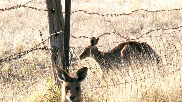 Eastern grey kangaroos