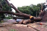 This tree was one of hundreds knocked over during Cyclone Carlos in Darwin.