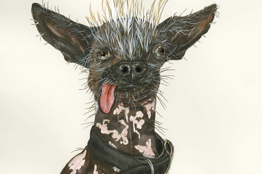 A small dog with large wears, wispy hair on its head, and a tongue hanging out of its mouth