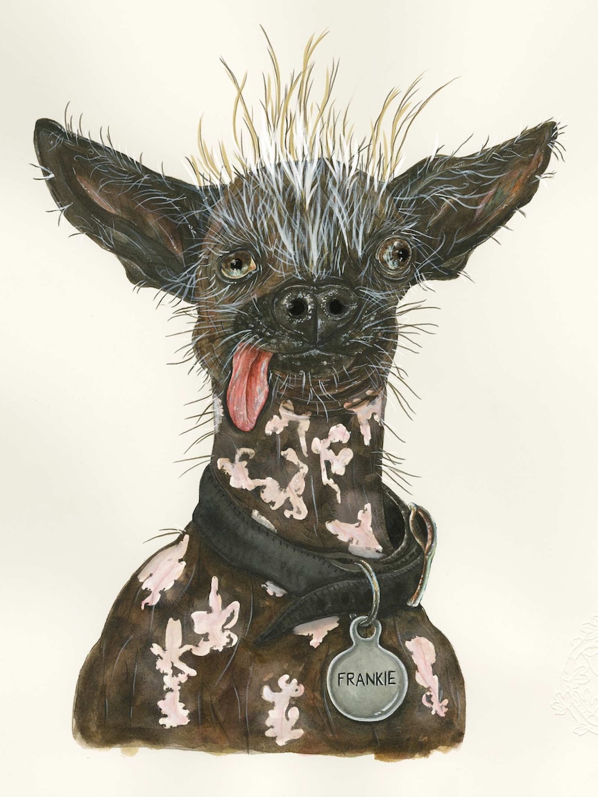 A small dog with large wears, wispy hair on its head, and a tongue hanging out of its mouth