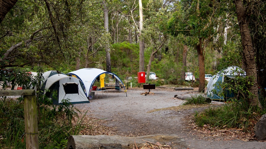 Tents among trees in a national park campground