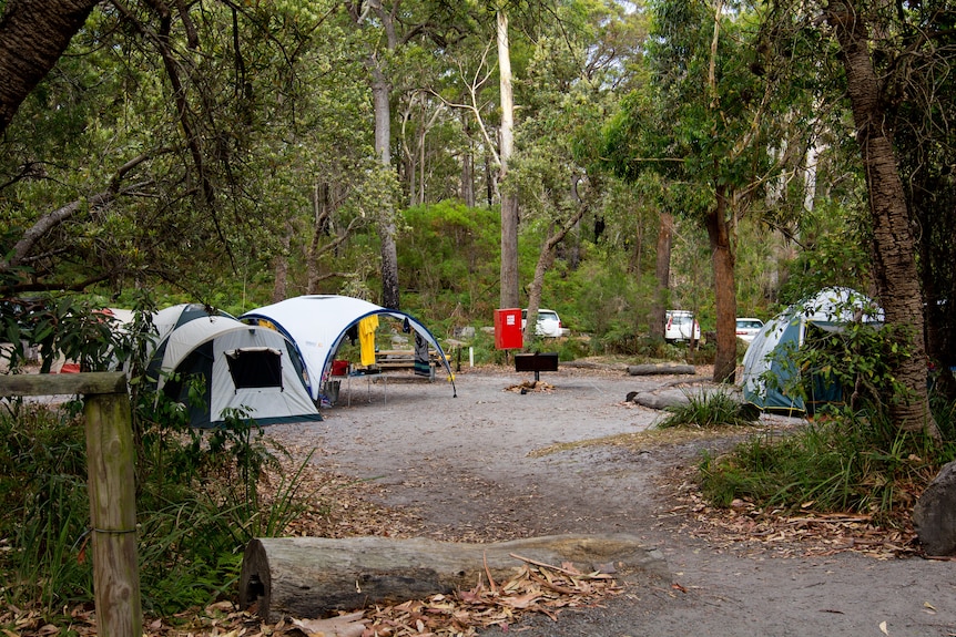 Tents among trees in a national park campground