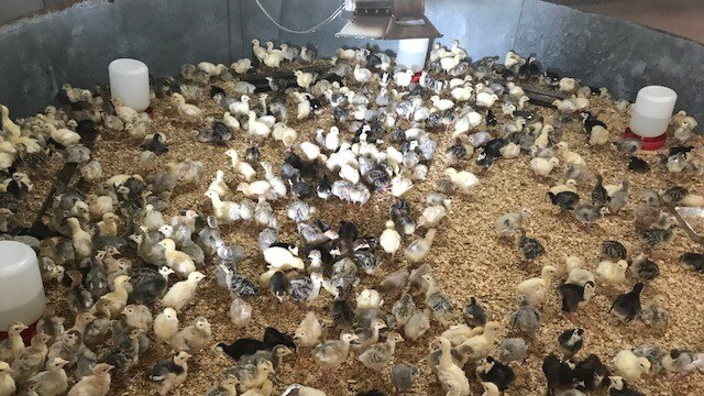 Hundreds of baby turkeys in a circular pen