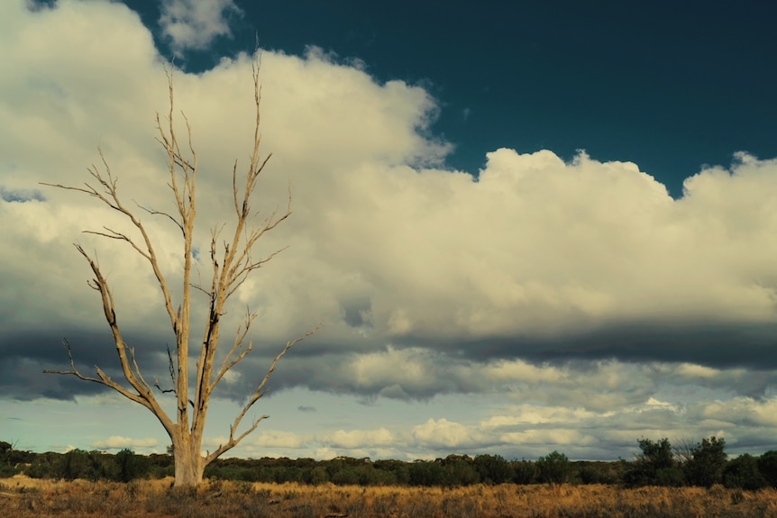 A leafless tree stands still as clouds pass overhead.