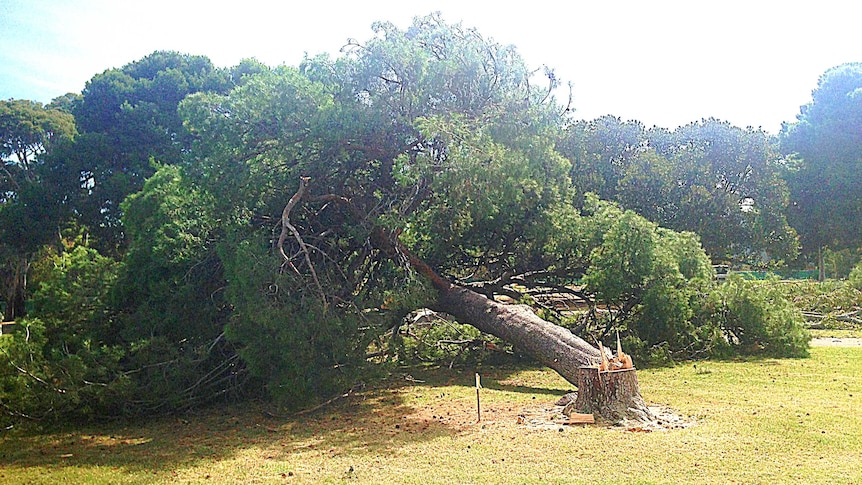 Trees cut down in Rundle Park