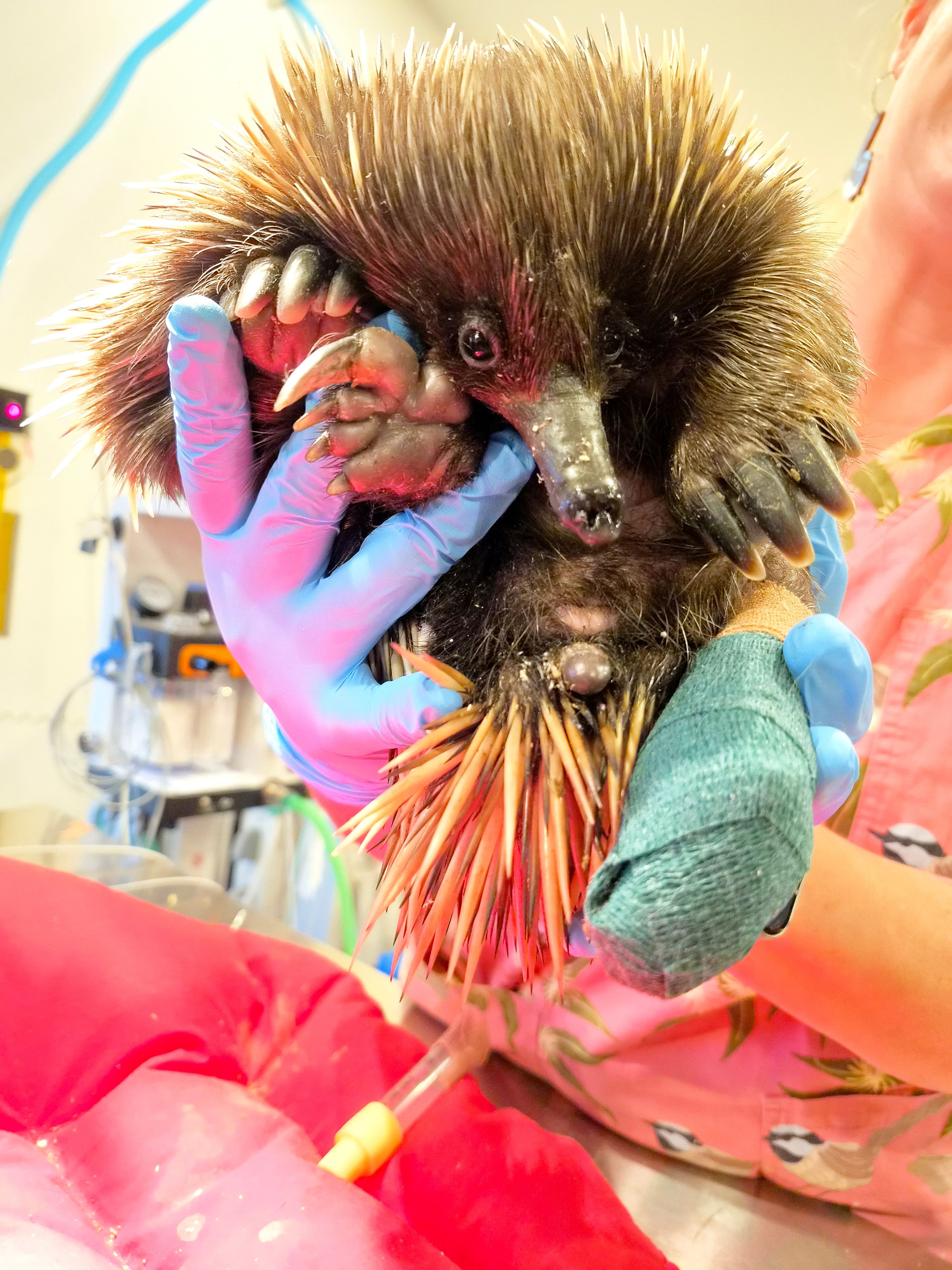 Echidna held up with a pink bandage on its foot