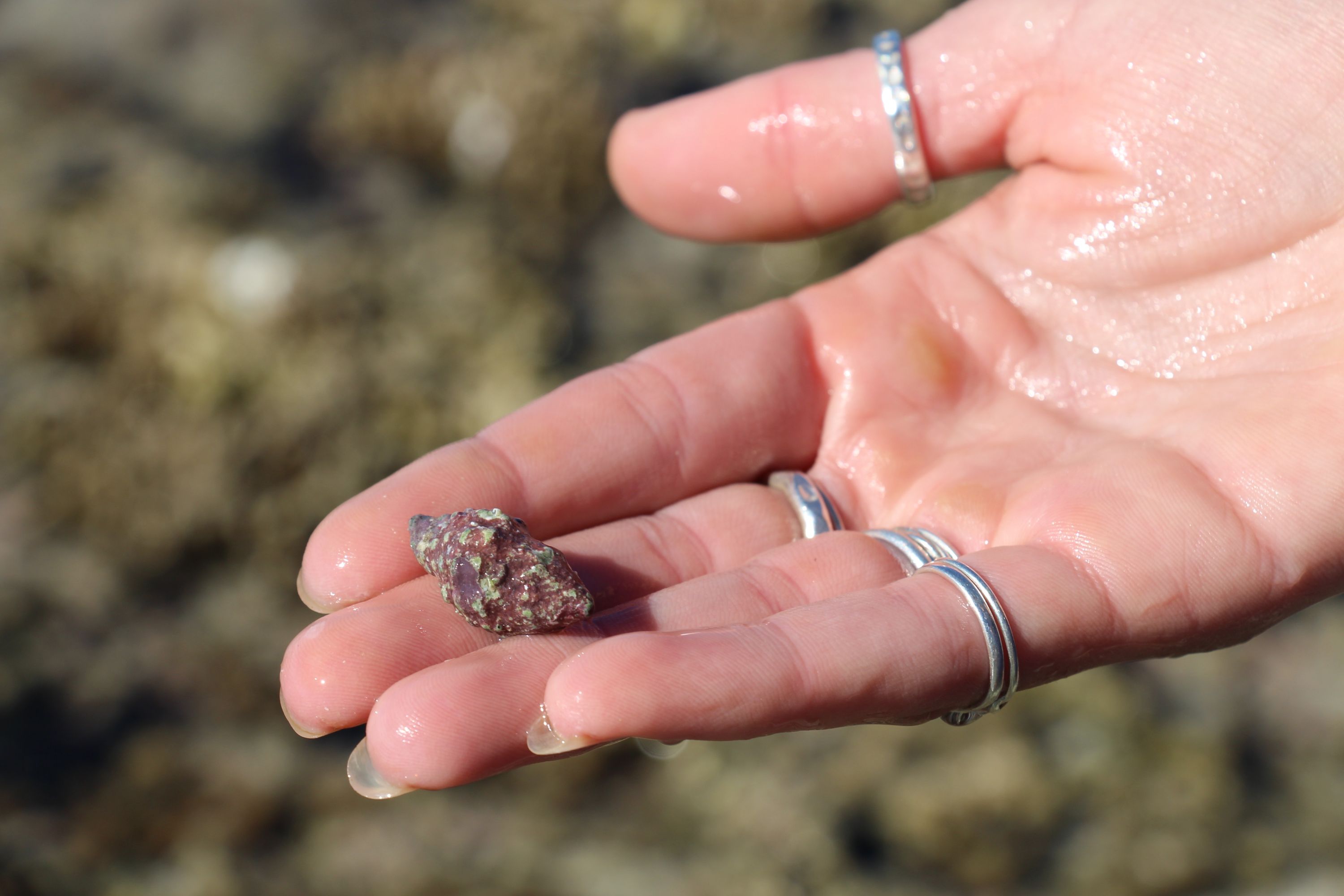 It doesn't look dangerous, but this sneaky snail causes enormous damage