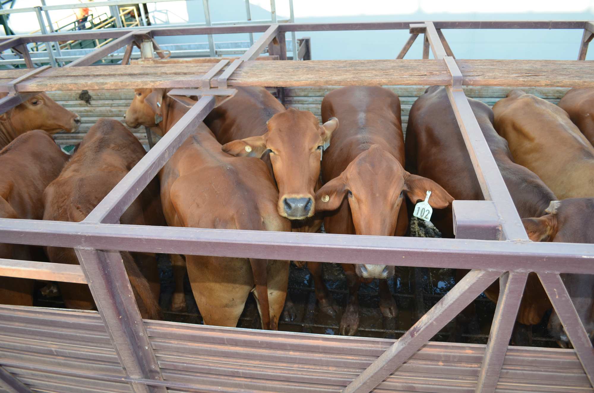 Live cattle export companies SEALS and Frontier resume shipments to