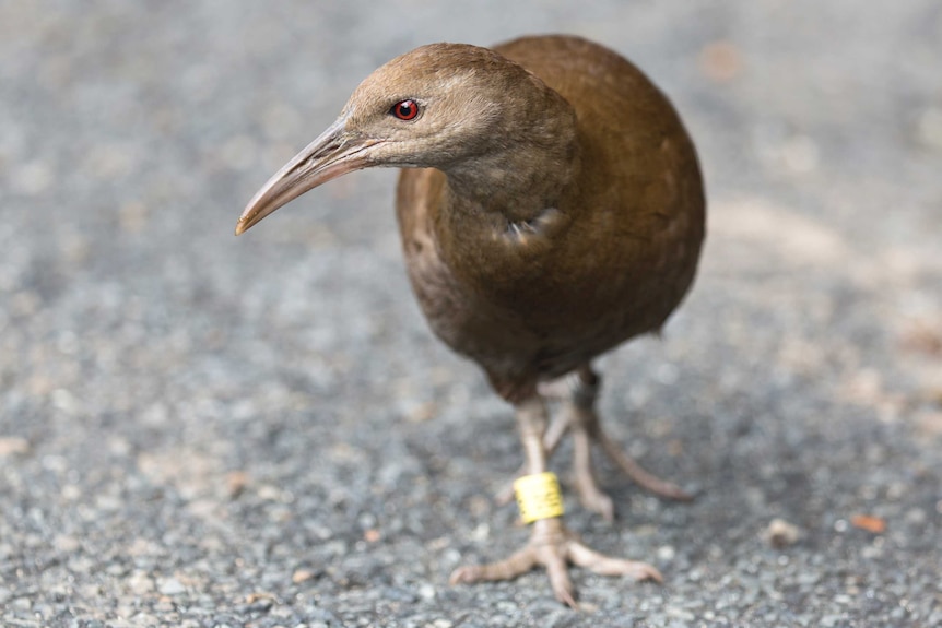 A Lord Howe Island Woodhen stepping onto a road