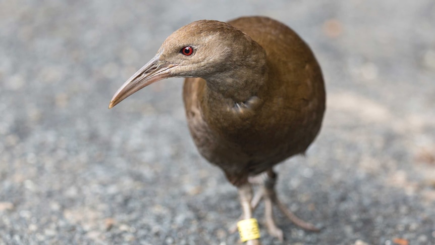 A Lord Howe Island Woodhen stepping onto a road.